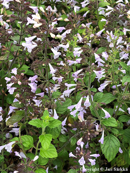 Clinopodium nepeta 'Blue Cloud Strain', kivikkok�enminttu
